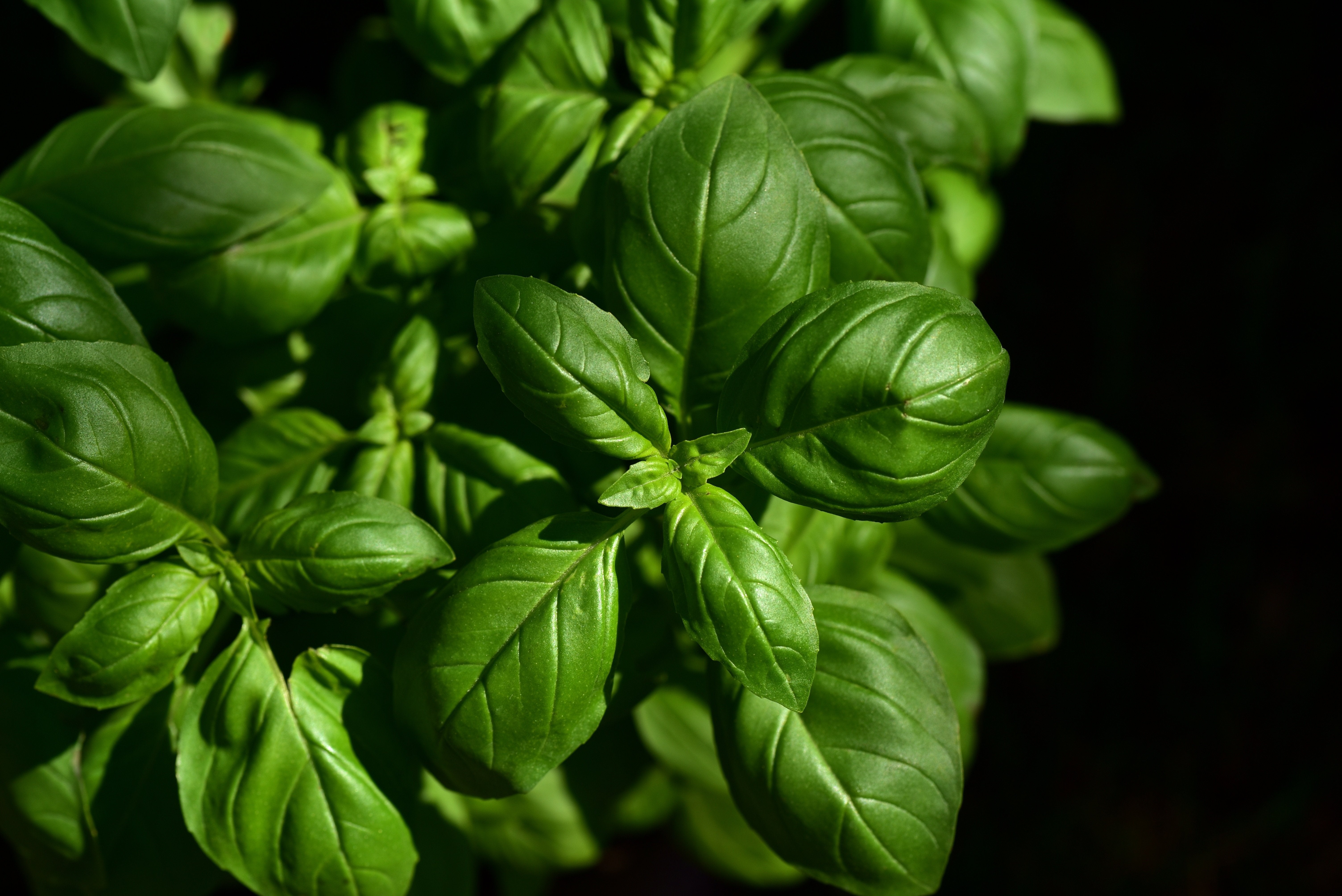 Close-up of fresh alfalfa leaves on a dark background