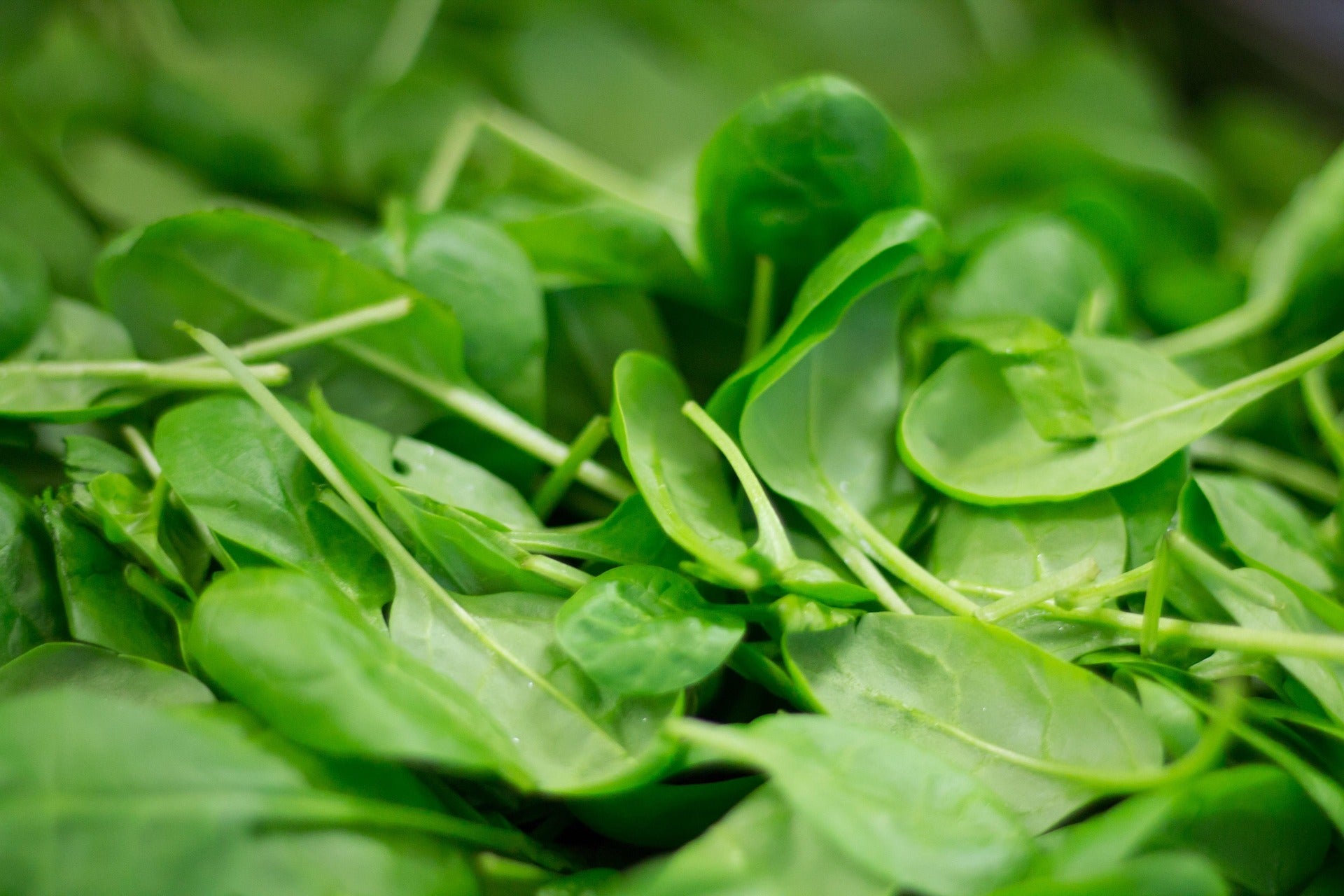 Close-up of fresh green spinach leaves