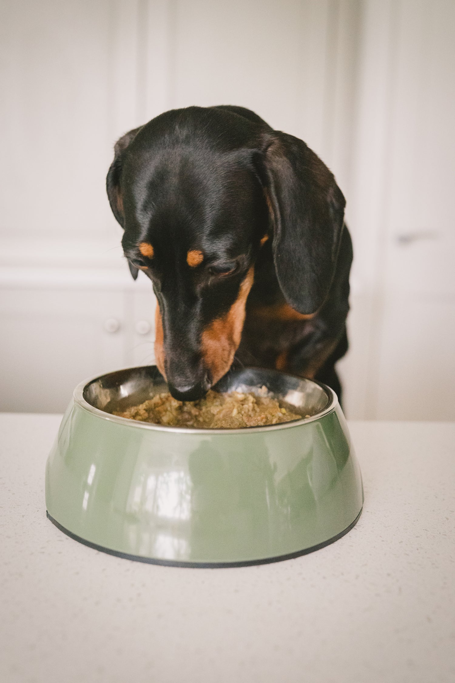 Dog eating Darcy & Ted's raw dog food from a green bowl on a white surface with a neutral background