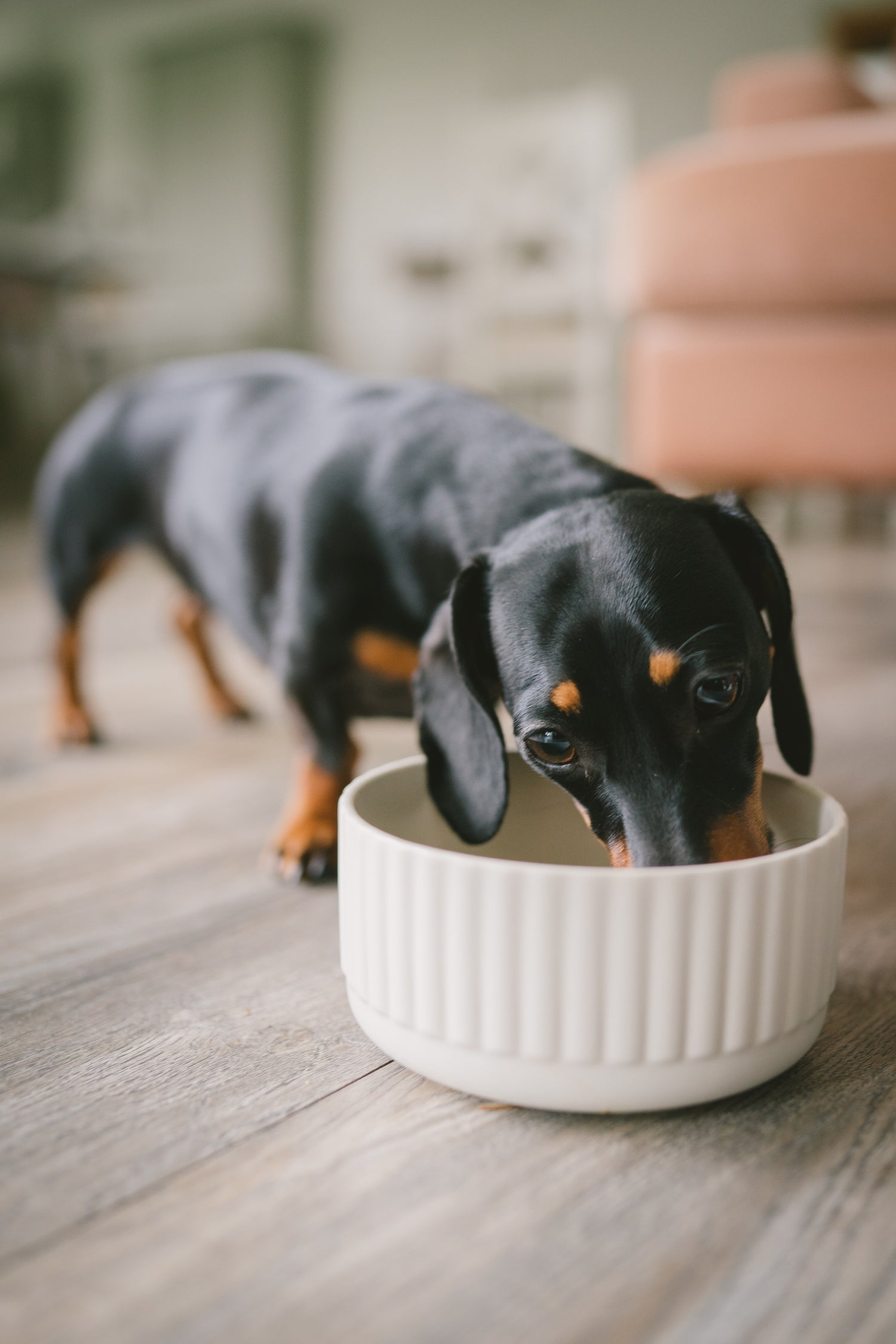 Dachshund dog eating from a white bowl on a wooden floor.