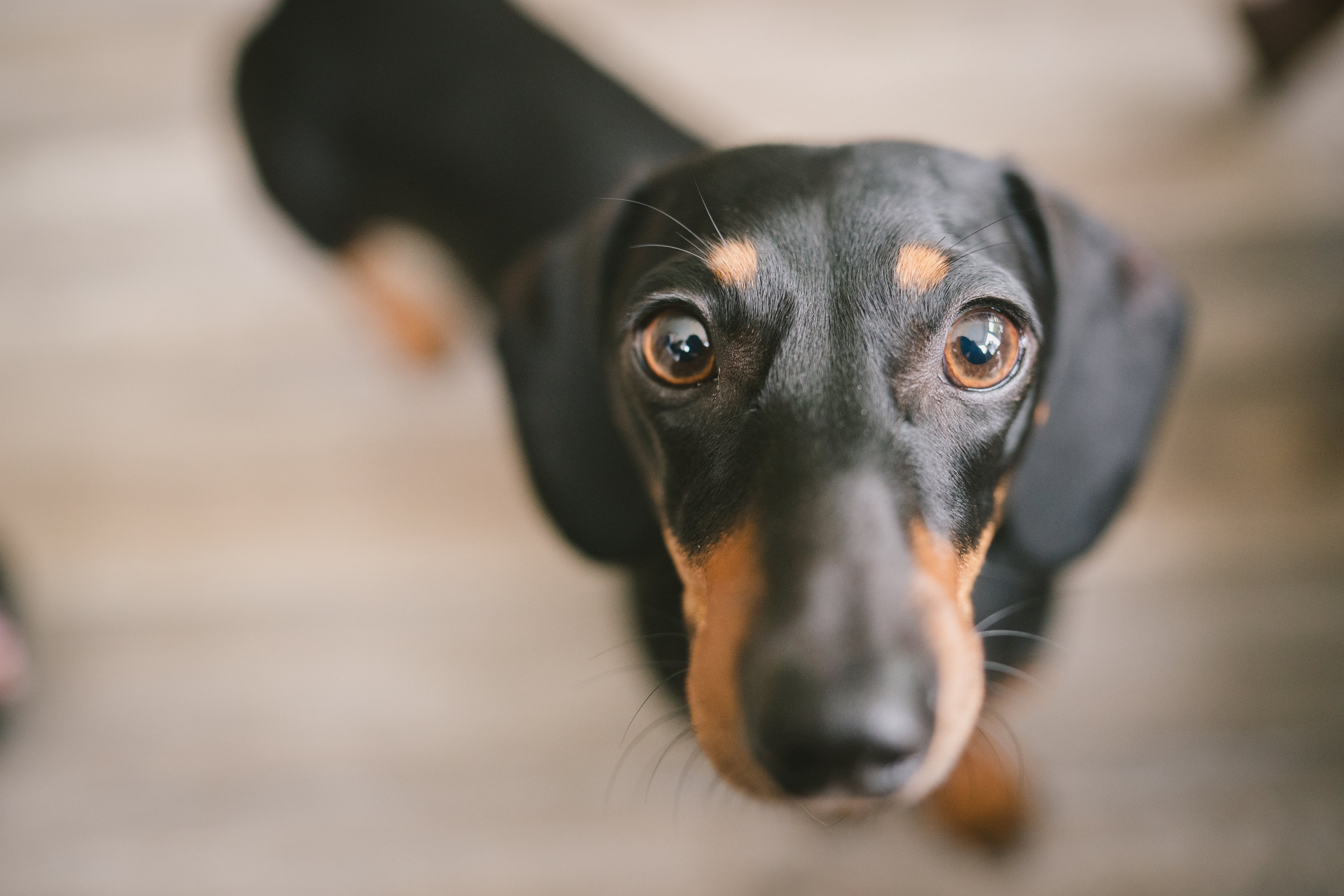Close-up of a dachshund looking up with a blurred background