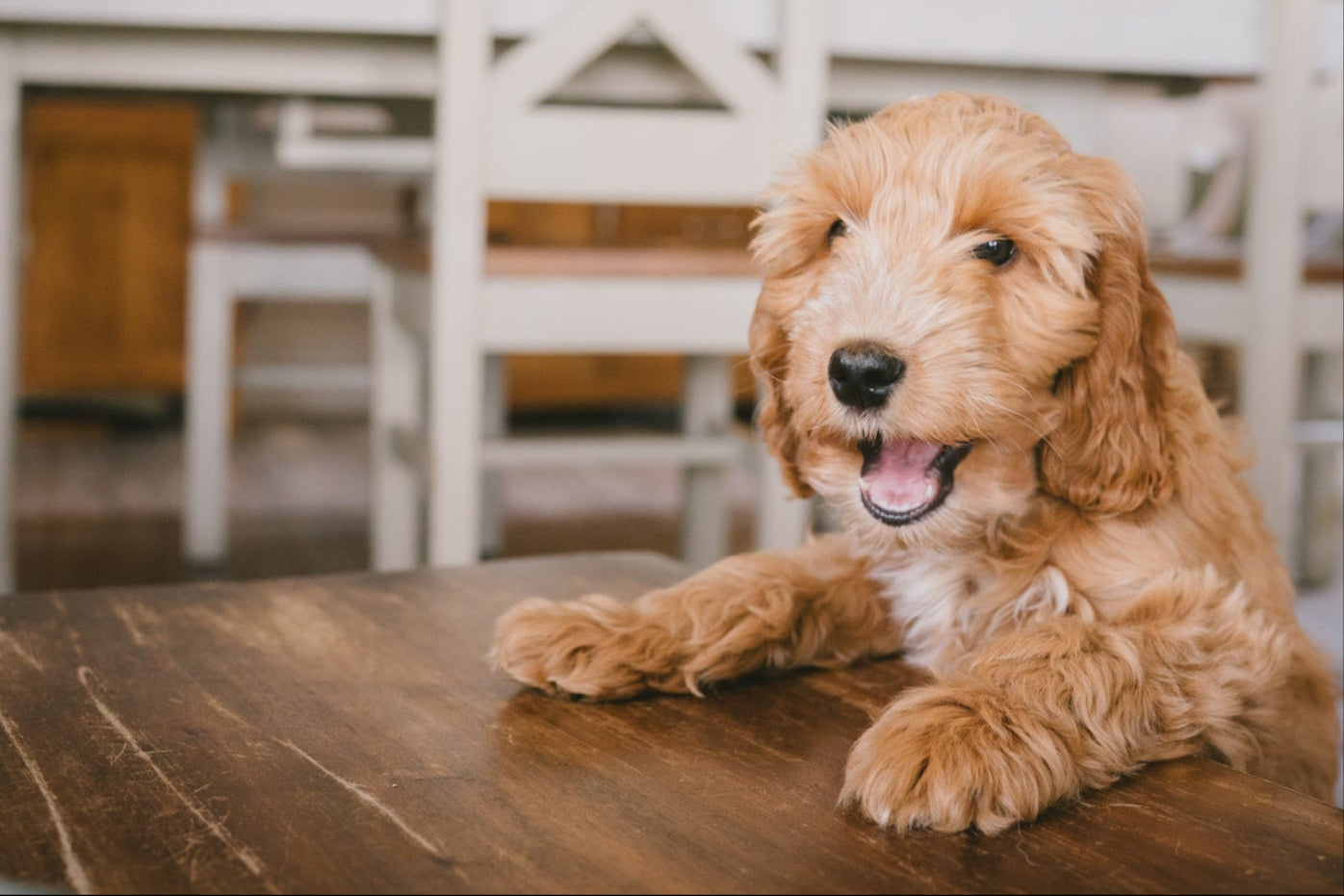 Puppy sitting on a wooden table with a blurred indoor background