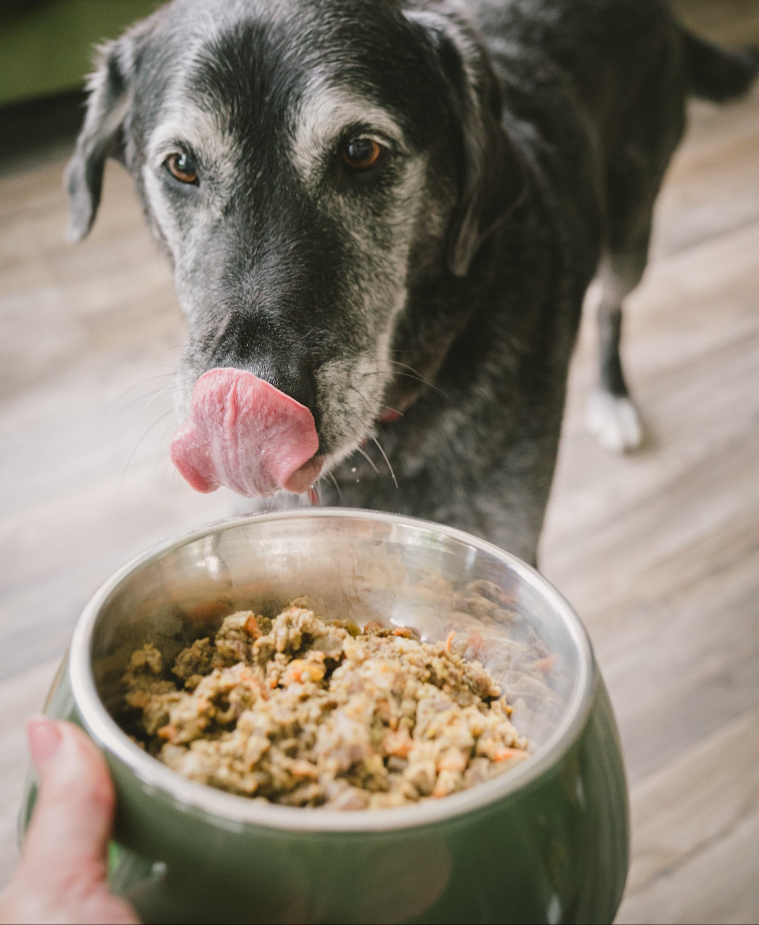 Dog licking his lips in front of a bowl of Darcy and Ted's raw dog food