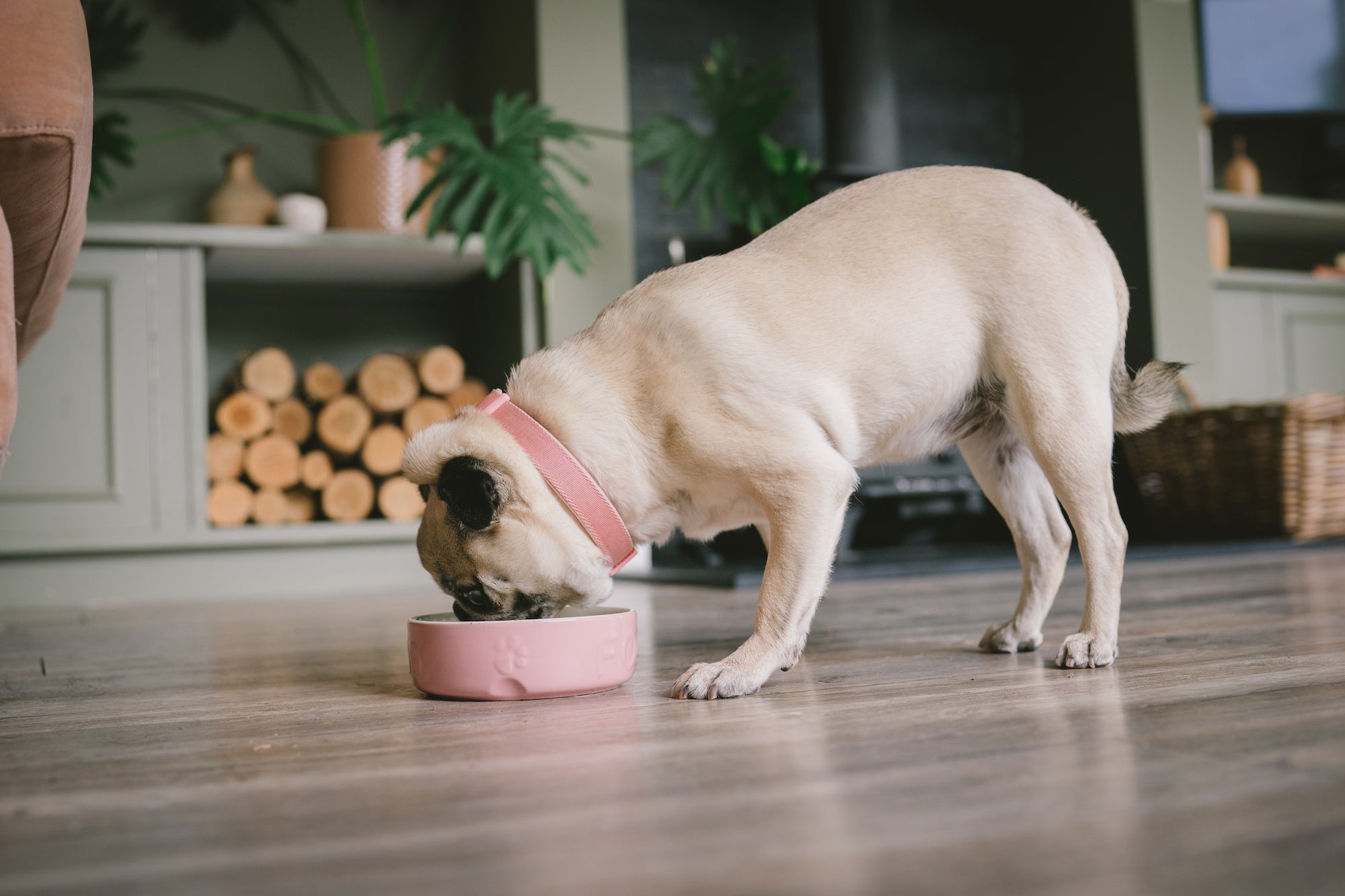 A pug with a pink colar eating Darcy and Ted's raw dog food from a pink bowl