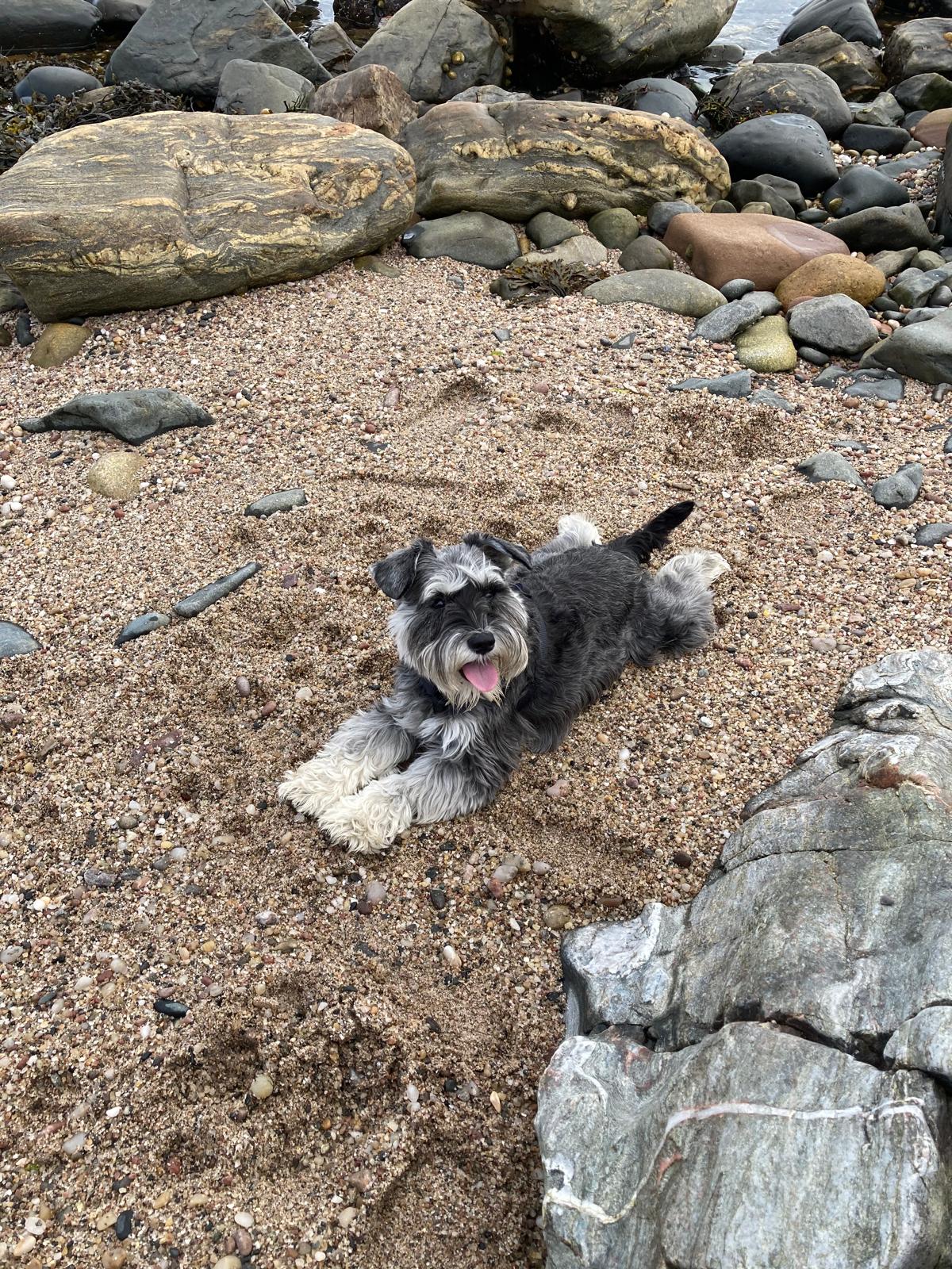 Darcy and Ted's founder Gillian's dog Pepsi playing on a beach
