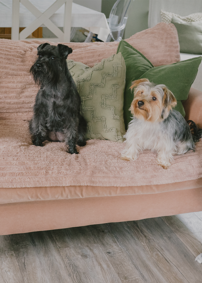 Two dogs sitting on a pink couch with green and beige pillows.