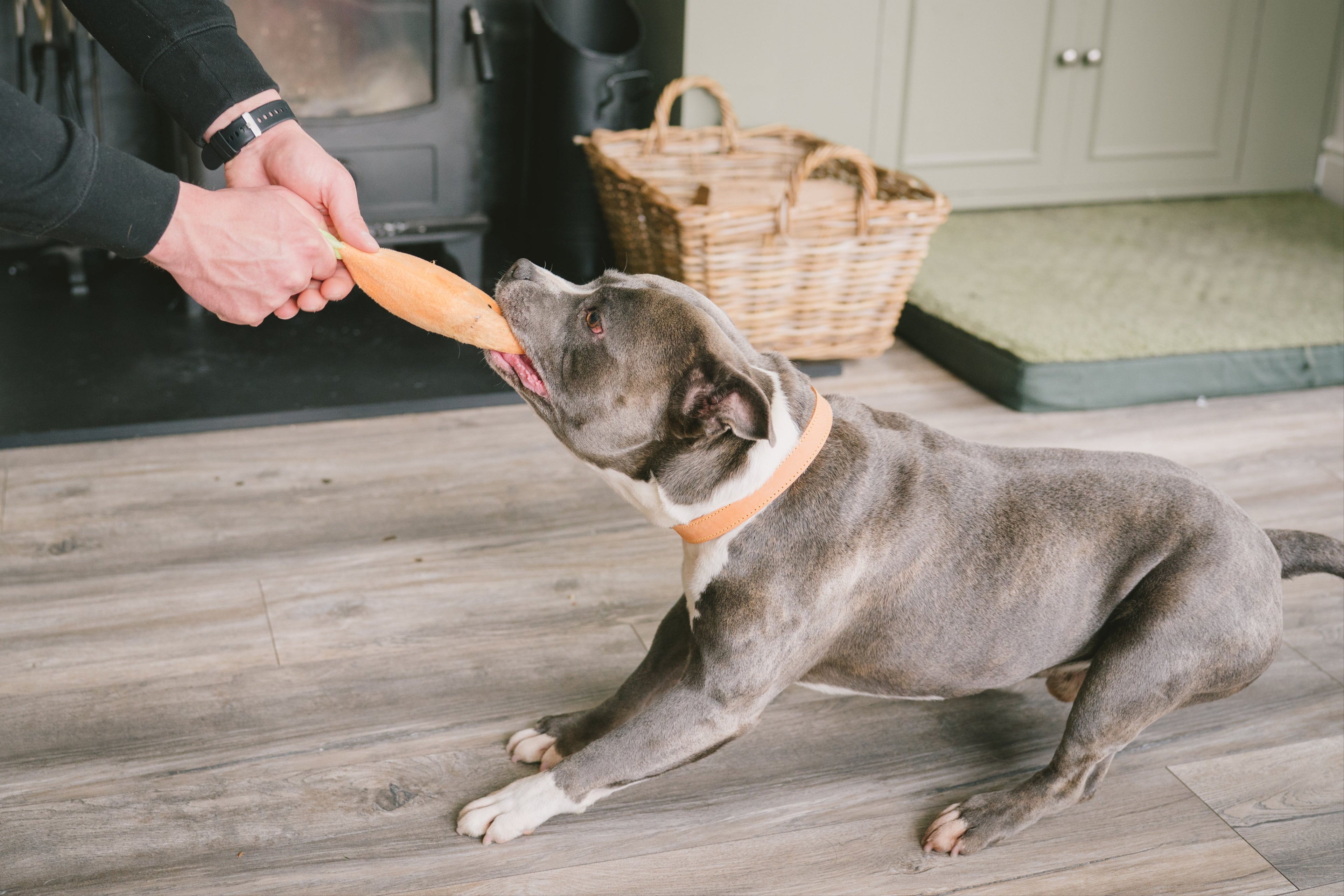 Person playing with a dog using a toy in a home setting.