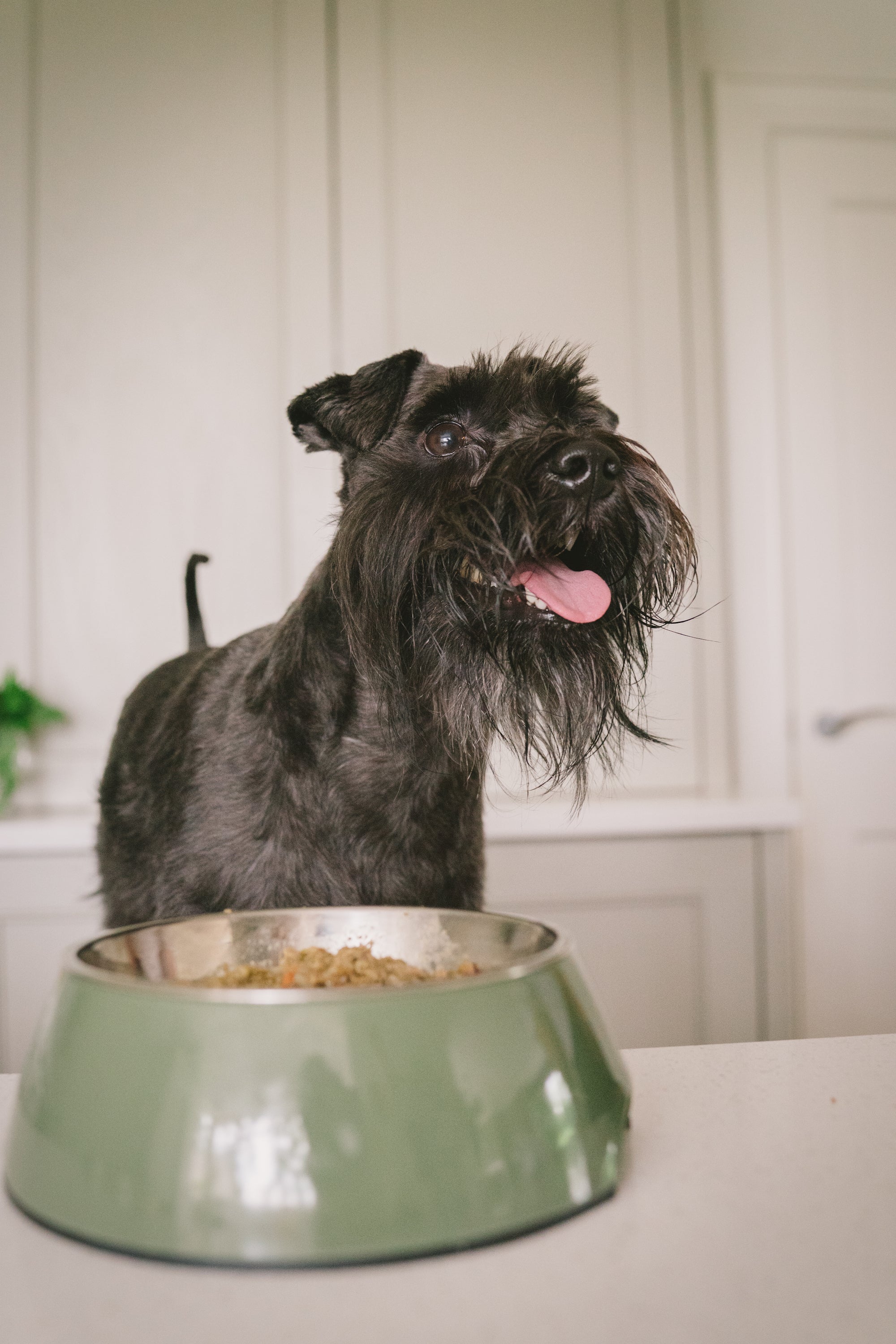 Darcy standing next to a green food bowl with food on a kitchen counter.