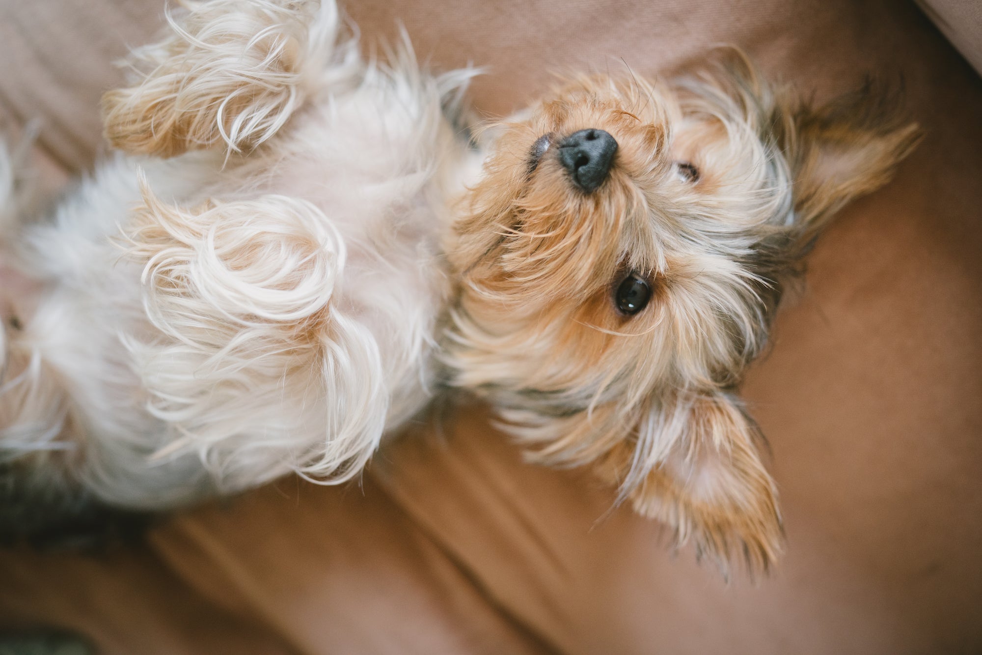 Small dog lying on a sofa cushion looking up