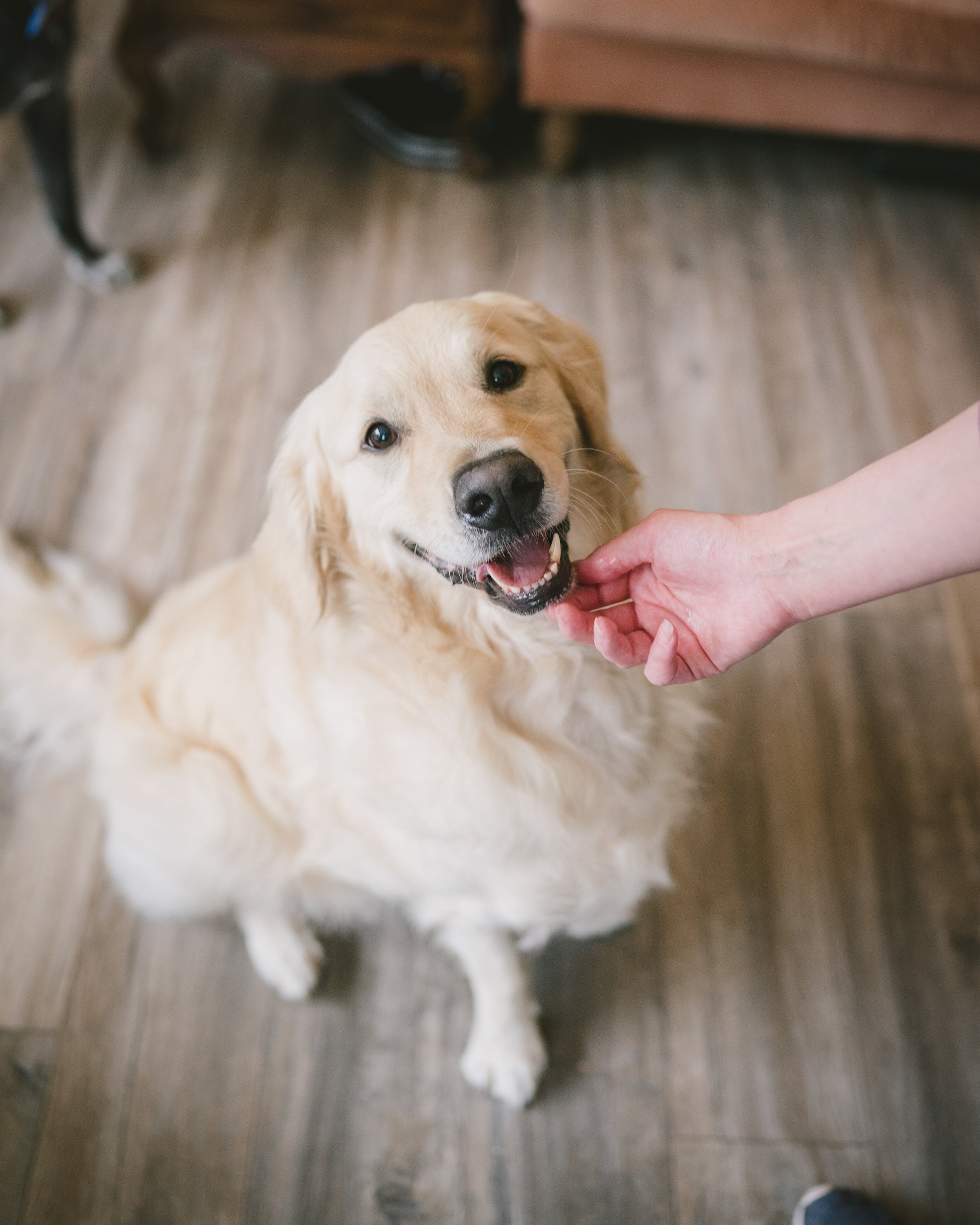 Golden retriever sitting on a wooden floor.