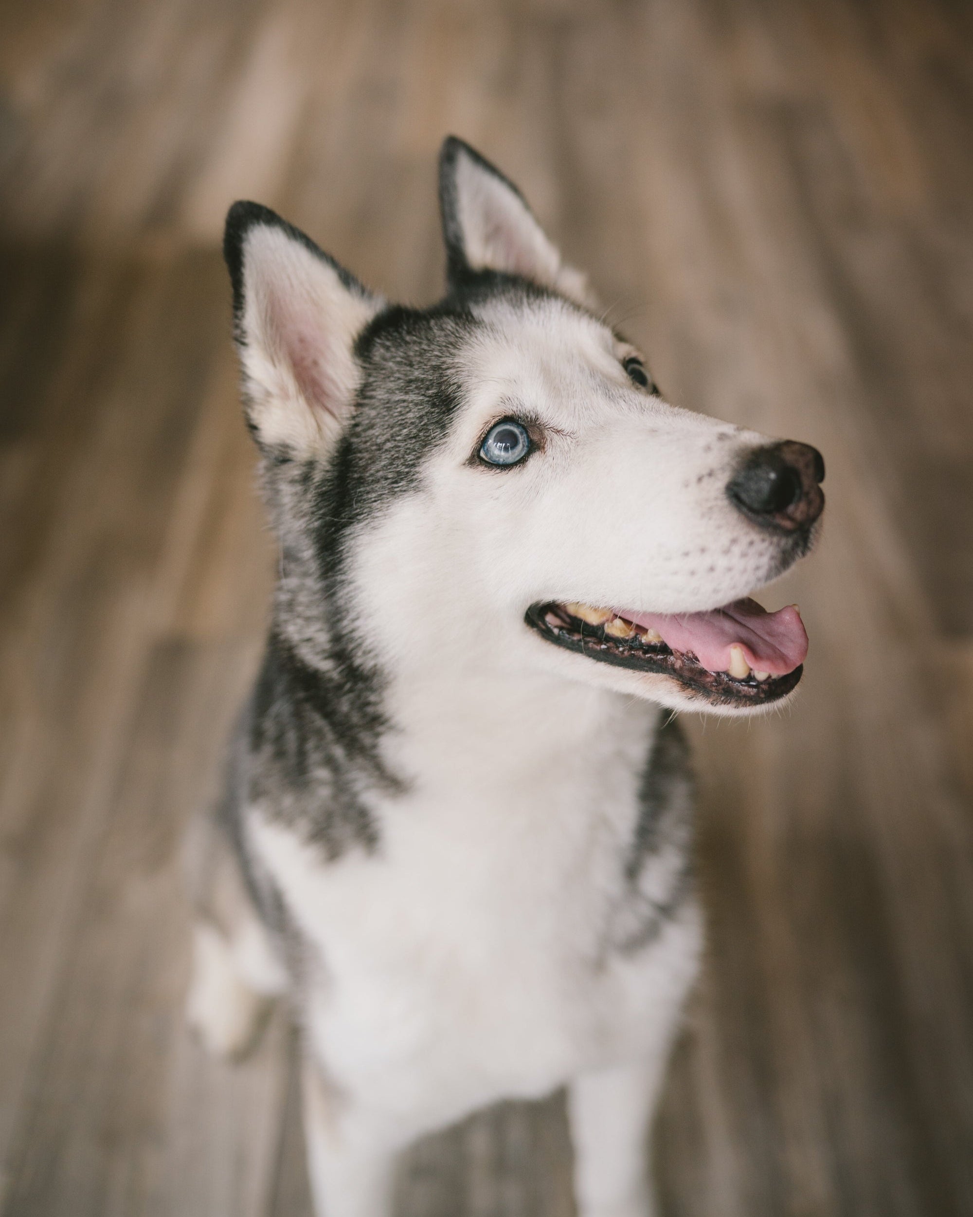 Husky dog with blue eyes on a wooden floor