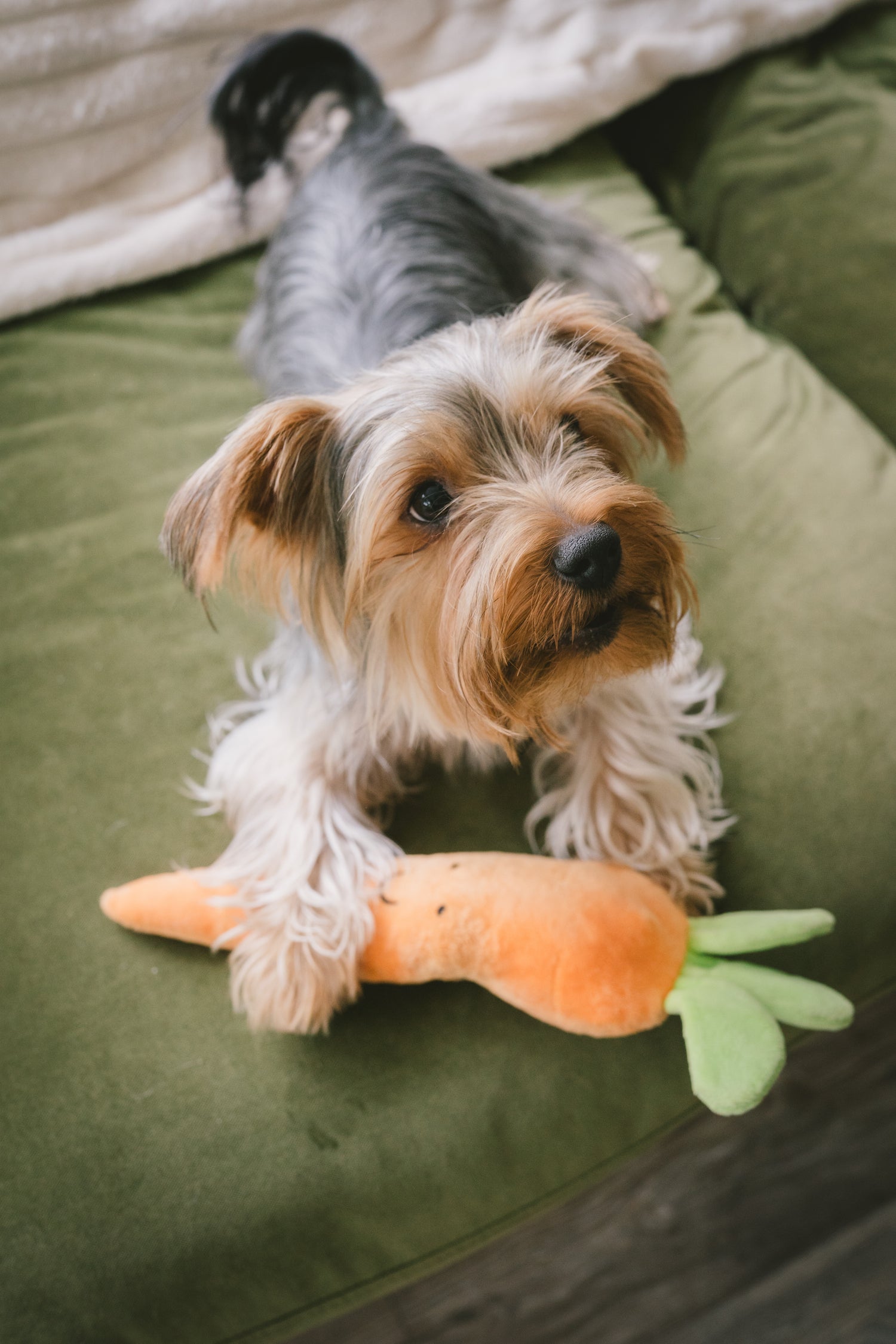 Small dog with a toy carrot on a green cushion