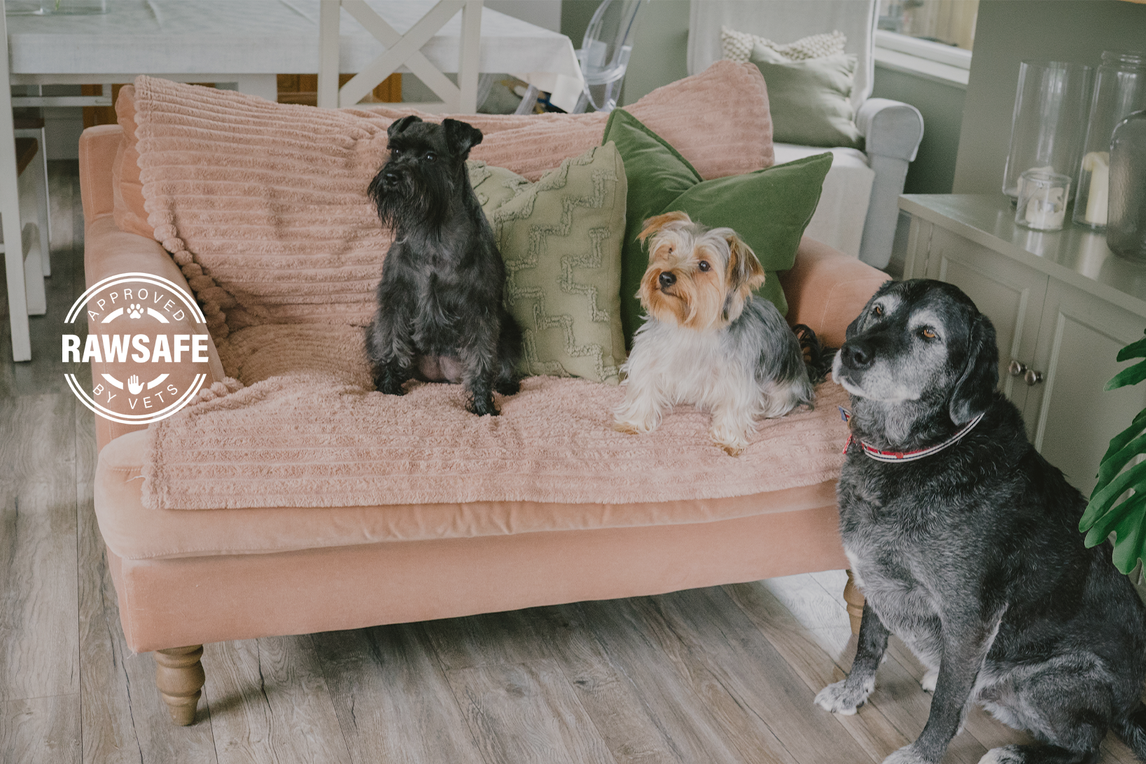 Three dogs on a pink couch in a home setting with 'RAWSAFE' logo.