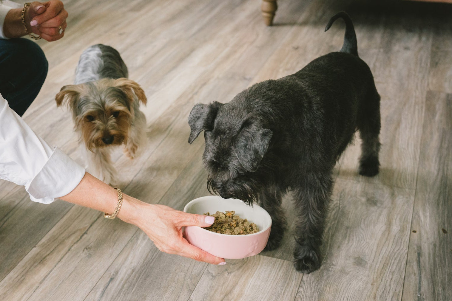 Gillian holding a bowl of Darcy and Teds raw dog food for her dog Darcy on a wooden floor
