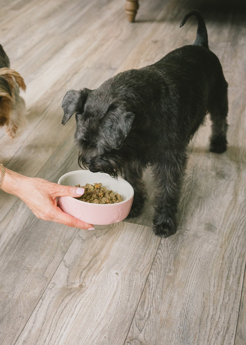 Gillian holding a bowl of Darcy and Teds raw dog food for her dog Darcy on a wooden floor