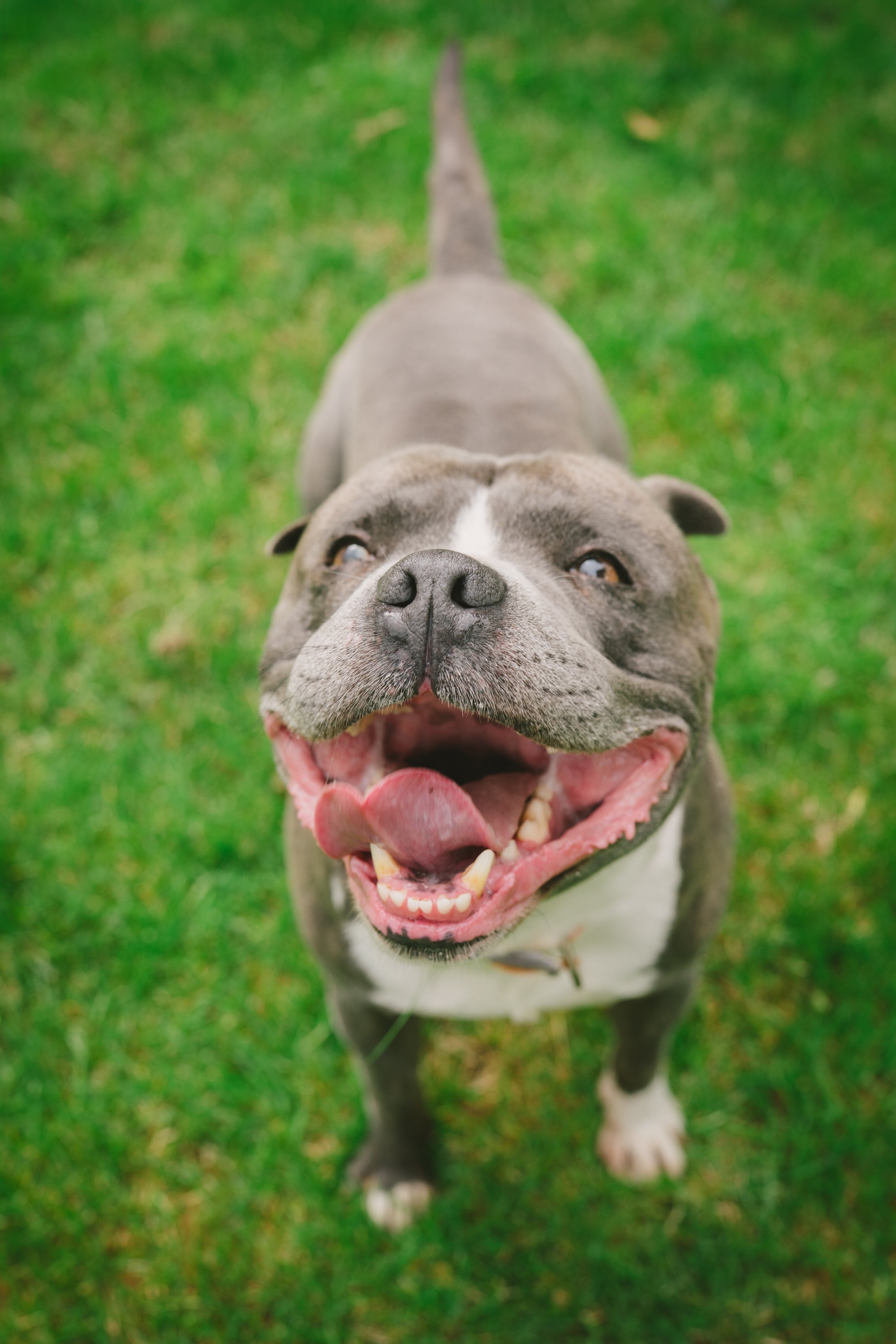 Staffordshire Bull Terrier dog with a happy expression on a grassy background